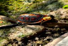 90%养龟人踩过的三大谣言，第2条害死无数小龟