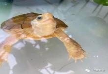 养龟界“天选之子”十大逆天Buff，中3条你就是龟中欧皇