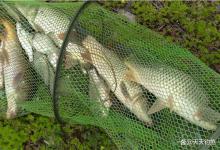 初夏钓大鱼，4个“神窝”配方，远处大鱼请得来、留得住