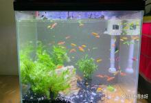 金鱼鱼缸水浑浊发黄怎么解决？金鱼缸水浑浊发黄有味道怎么办？