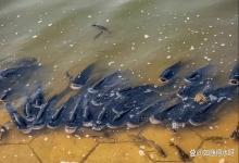鱼塘杀虫什么时间最好？鱼塘何时除虫最为适宜？掌握时间很重要