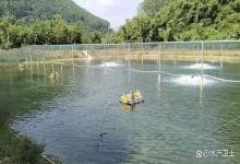 虾塘用什么肥料肥水？虾塘有青苔怎么肥水？这里有方法