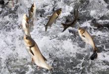 养殖池塘亚硝酸盐过高怎么办？水产养殖亚硝酸盐高了怎么处理？