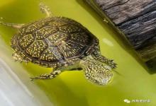夏季养龟必看！3大禁忌踩中=要龟命！90%新手都做错，第2条太致命