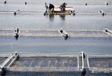 海参池塘如何改底？海参池塘改底后怎么养？赶紧收藏