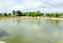 养甲鱼怎样改底？养甲鱼的水变黑了怎么办？这里有方法