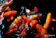海缸爆藻水浑浊怎么处理？海缸爆藻期间水变浑浊怎么办？涨知识了