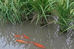 吃鱼选田鱼还是鲤鱼？从外观到吃法的5点区别，看完这篇就懂啦