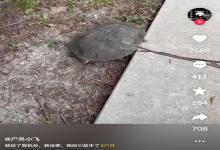 湖南大哥遇河鳖不敢抓，用树枝试探反将其吓跑！到嘴的河鳖飞了？