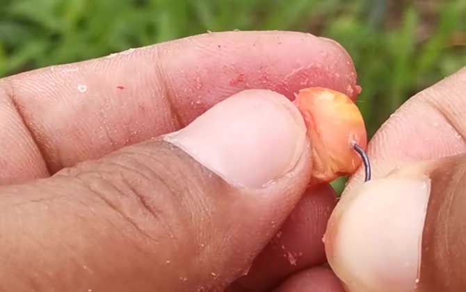野钓饵料排行榜前十名，用这10种饵料野钓，一般不会“空军”！