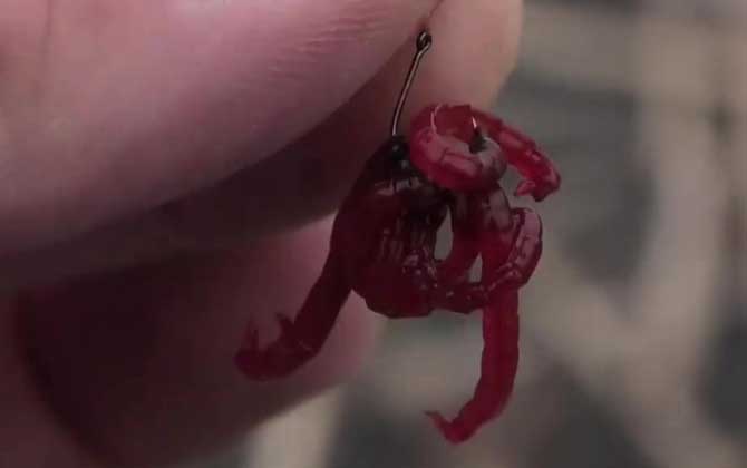 野钓饵料排行榜前十名，用这10种饵料野钓，一般不会“空军”！