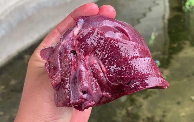 野钓用什么窝料好？野钓用这6种窝料打窝，窝子里全是大鱼！