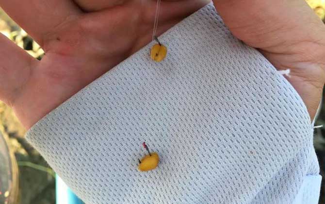 野钓饵料排行榜前十名，用这10种饵料野钓，一般不会“空军”！