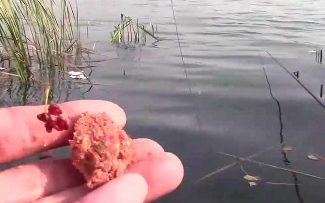 野钓怎么打窝诱鱼快？两个关键，一是选好窝料，二是选对钓点！