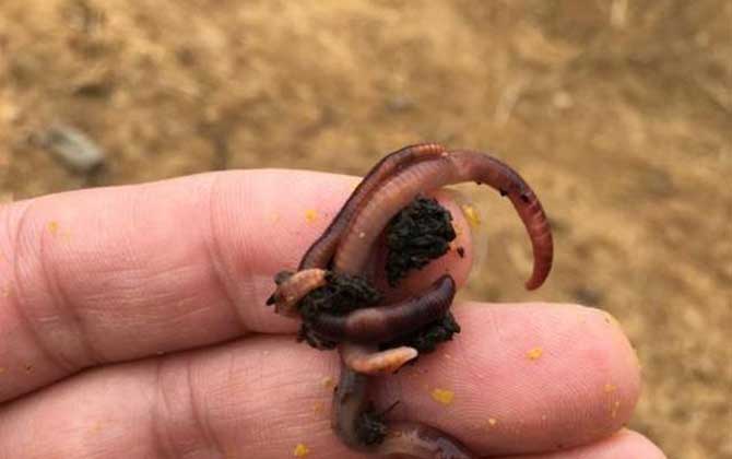 野钓饵料排行榜前十名，用这10种饵料野钓，一般不会“空军”！