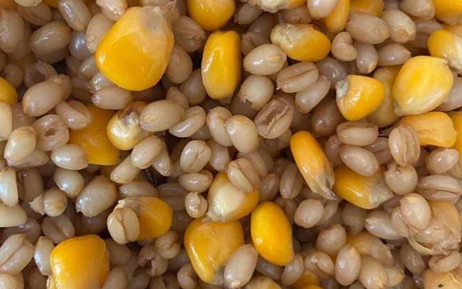 野钓用什么窝料好？野钓用这6种窝料打窝，窝子里全是大鱼！