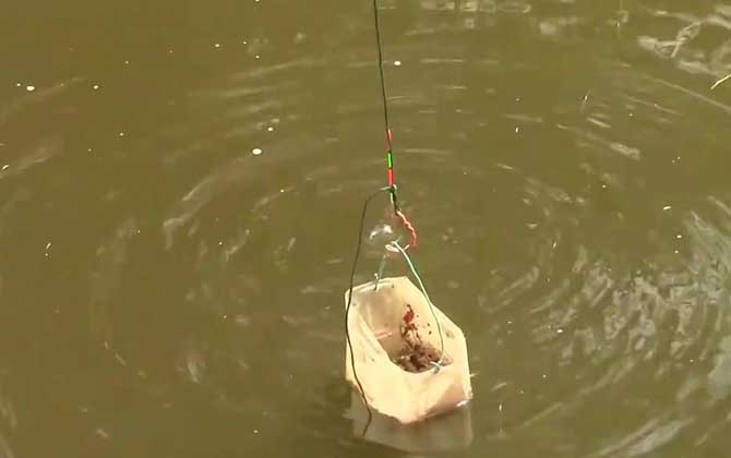 野钓怎么打窝诱鱼快？两个关键，一是选好窝料，二是选对钓点！