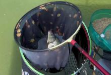 黑坑正钓和偷驴的区别，同样是钓黑坑，正钓和偷驴大不同！