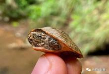 龟价即将跳水？6月抄底时机已到，玩家VS投机者谁将笑到最后？