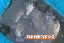 大雨过后，广西老表玉米地钓鱼上百斤，网友：现在去还来得及吗？