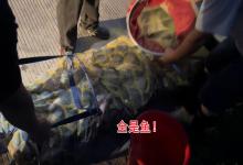 大雨后几万斤罗非鱼出逃！广西男子一天钓200多斤，手都钓麻了