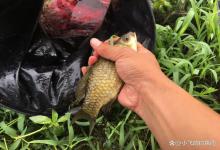 夏季钓鲫鱼的正确打开方式：这种钓法虽然麻烦点，但效果突出