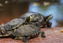 养龟人的自我修养：一边发誓剁手一边狂刷龟店直播的魔幻人生