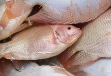 彩虹鲷是什么鱼？