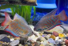 丽丽鱼好养吗？