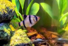 虎皮鱼寿命一般多少年？