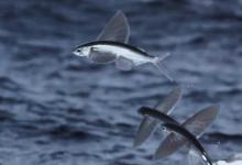 飞鱼的生活习性