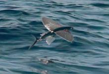 飞鱼种类名称及图片大全