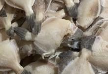 剥皮鱼有毒吗？