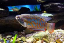 丽丽鱼和曼龙鱼的区别