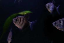 虎皮鱼能和什么鱼混养？