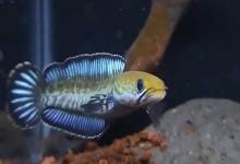 鱼缸养鱼多久换一次水？