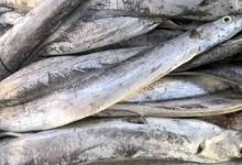 十大最便宜的海鱼