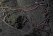 沙蚕咬人会中毒吗？