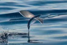 飞鱼生活在哪里？