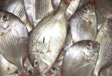 鲷鱼种类名称及图片大全