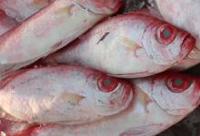 大眼鲷是什么鱼？