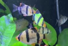 虎皮鱼吃小鱼吗？