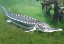 长江鱼王是什么鱼？