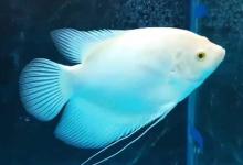 战船鱼是什么鱼？