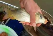 淡水鱼生吃有寄生虫吗？