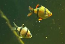 虎皮鱼是热带鱼还是冷水鱼？