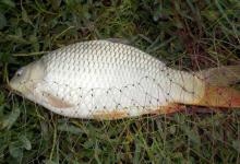 野生鲤鱼为什么不能吃？