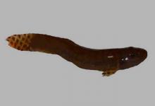 唐古拉高原鳅是什么鱼？