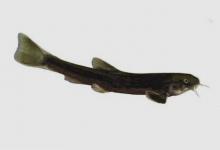 梭形高原鳅是什么鱼？