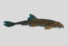 细尾高原鳅是什么鱼？